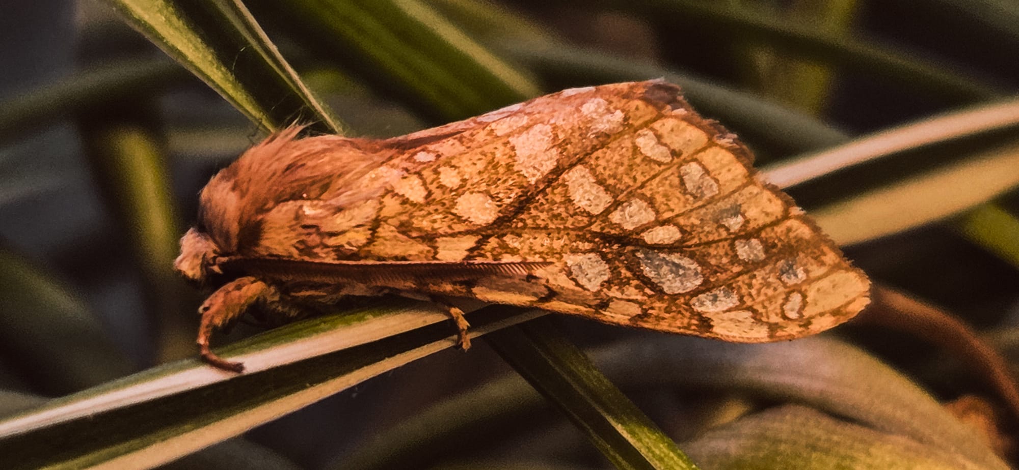 Phenology: Your Personal Connection to Nature