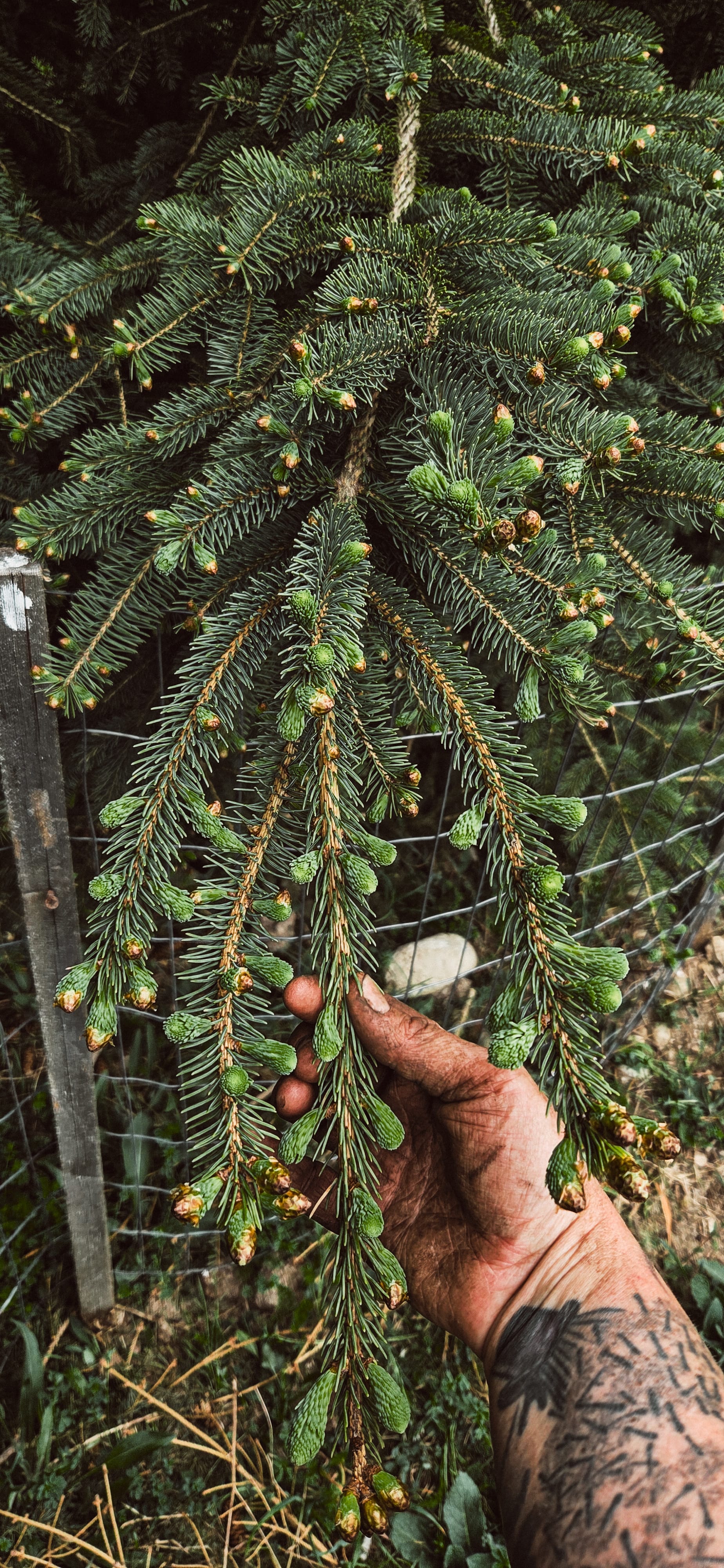 Phenology: Your Personal Connection to Nature