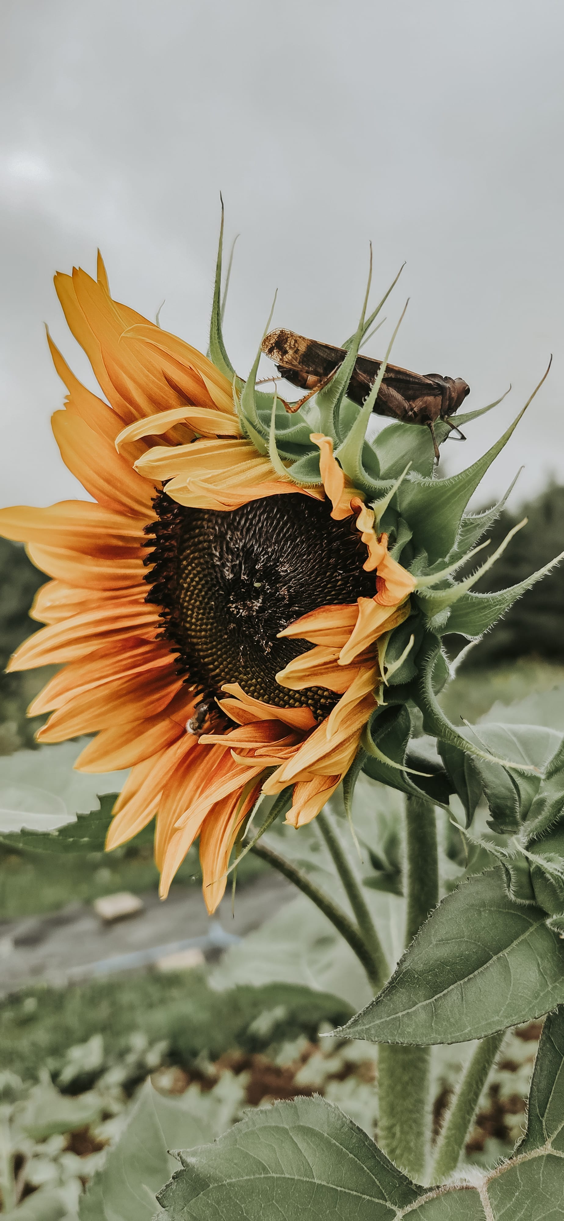 Phenology: Your Personal Connection to Nature